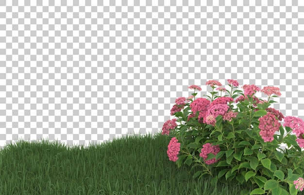 Hierba y flores sobre fondo transparente. Representación 3d - ilustración