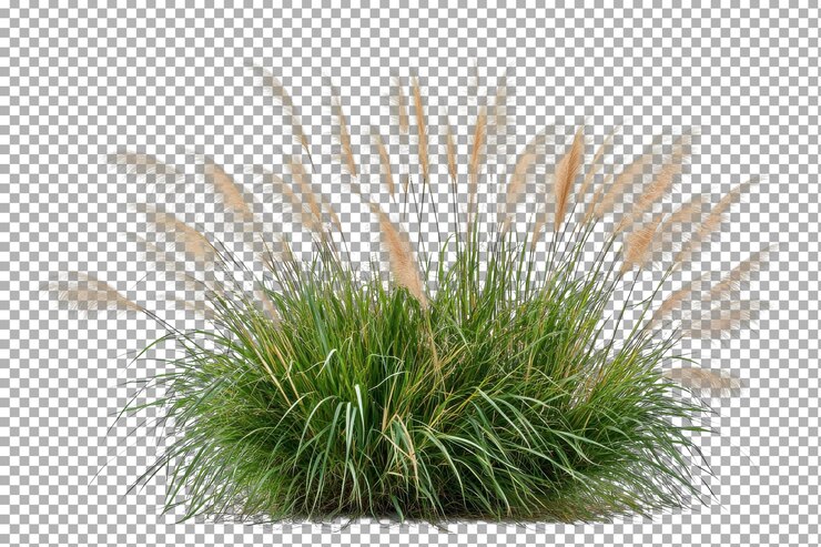PSD la hierba con plumas esponjosas se balancea suavemente en la brisa entre el follaje verde exuberante bajo la luz natural