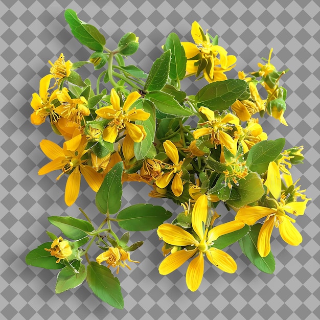 Hierba de San Juan Tipo Hypericum Perforatum Forma de hierba D Objeto aislado en fondo limpio