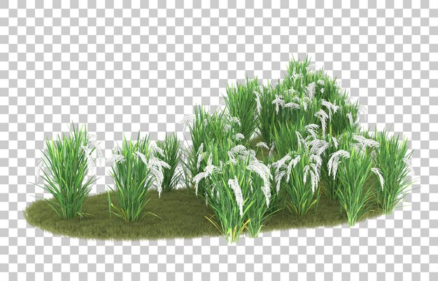 Hierba sobre fondo transparente. Representación 3d - ilustración