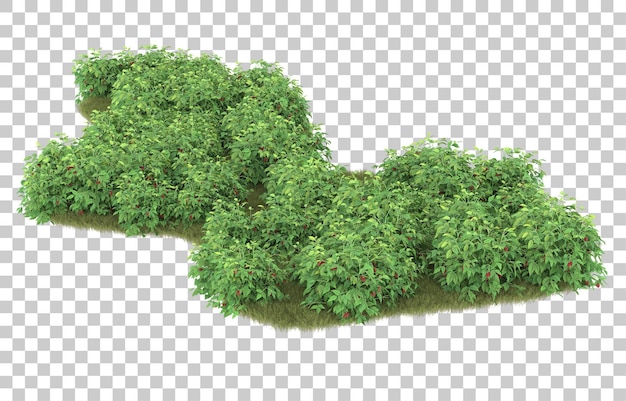 Hierba sobre fondo transparente. Representación 3d - ilustración