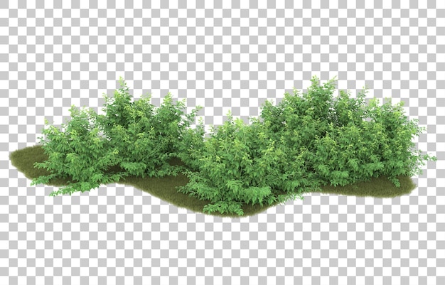 Hierba sobre fondo transparente. Representación 3d - ilustración