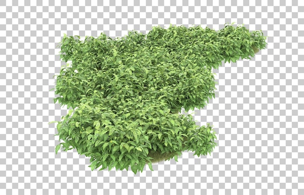 Hierba sobre fondo transparente. Representación 3d - ilustración