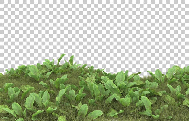 Hierba sobre fondo transparente. Representación 3d - ilustración