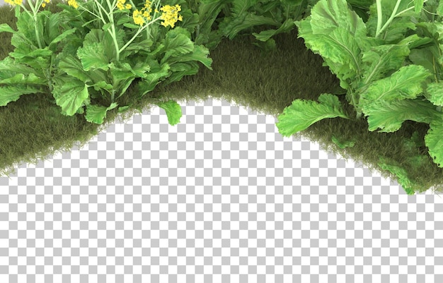 Hierba sobre fondo transparente. Representación 3d - ilustración