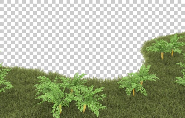Hierba sobre fondo transparente. Representación 3d - ilustración