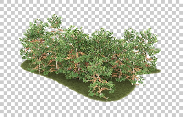 Hierba sobre fondo transparente. Representación 3d - ilustración