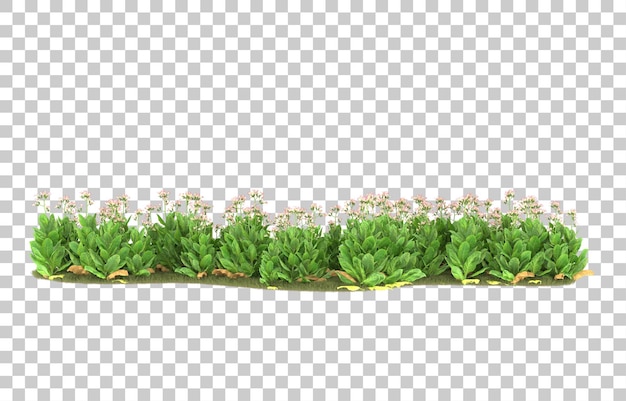 Hierba sobre fondo transparente. Representación 3d - ilustración