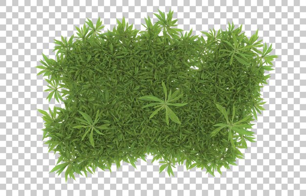 Hierba sobre fondo transparente. Representación 3d - ilustración
