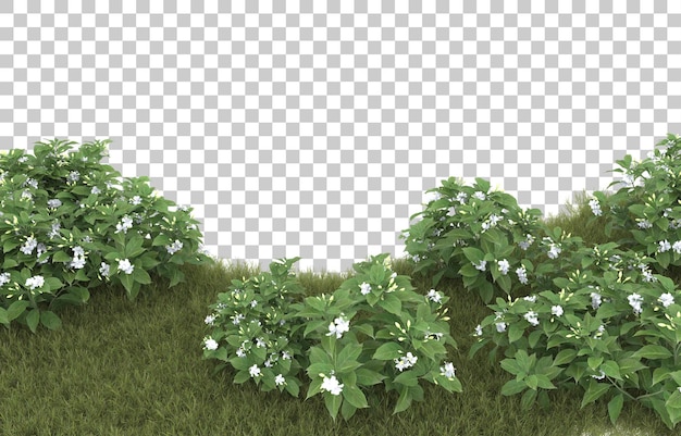 Hierba sobre fondo transparente. Representación 3d - ilustración