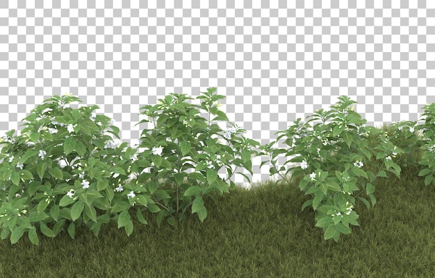 Hierba sobre fondo transparente. Representación 3d - ilustración
