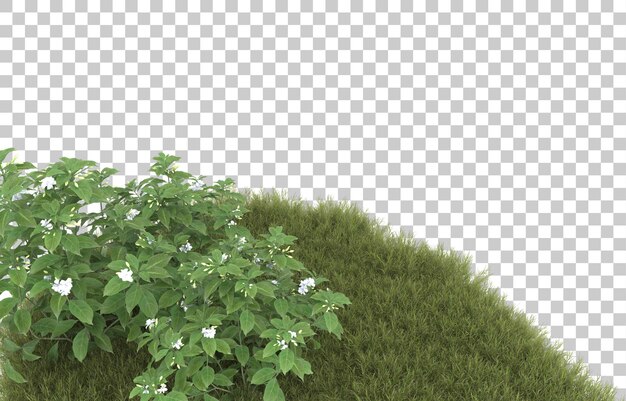 Hierba sobre fondo transparente. Representación 3d - ilustración