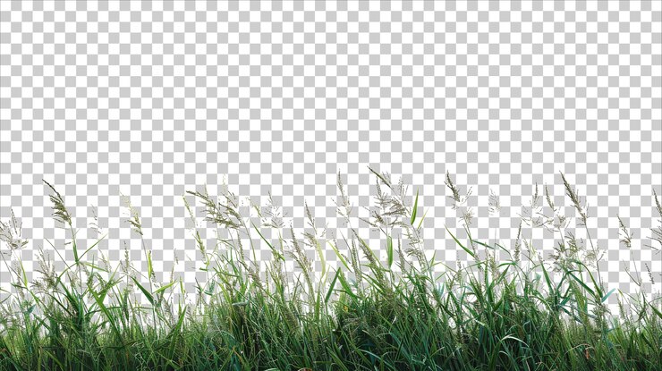 PSD hierba sobre un fondo transparente