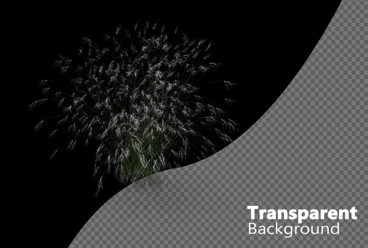 PSD la hierba de stipa aislada en un fondo transparente