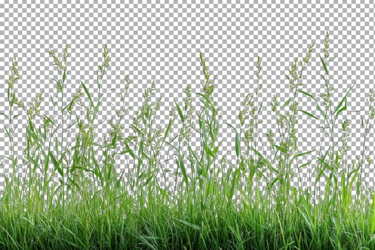 PSD la hierba verde exuberante y las flores silvestres se erigen contra un fondo blanco brillante en un entorno al aire libre sereno