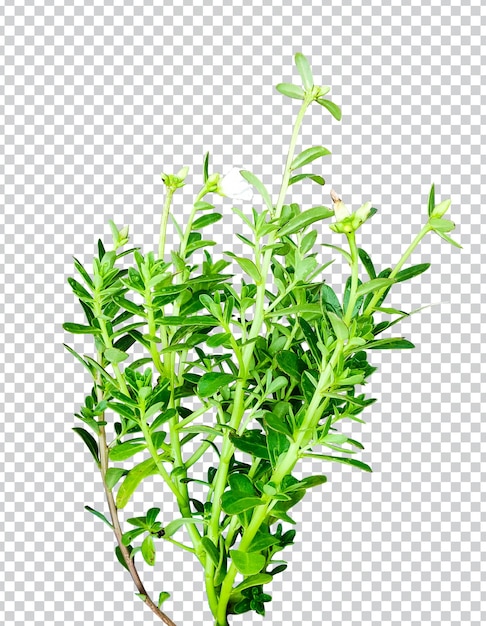 Hierba verde hoja árbol rama png sobre fondo transparente ocimum oleifera rama verde ornamento