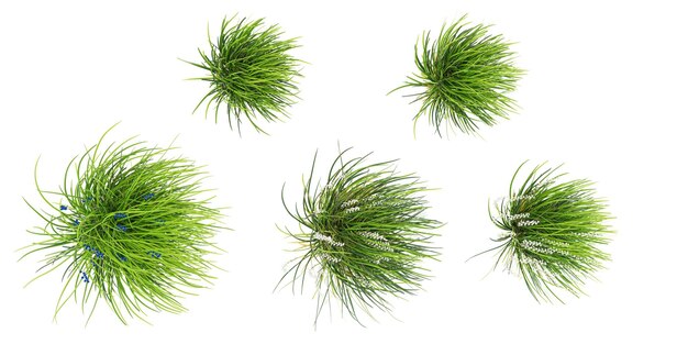 La hierba verde de Mondo con fondo blanco 3D desde la vista superior