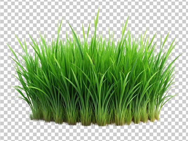 PSD hierba verde