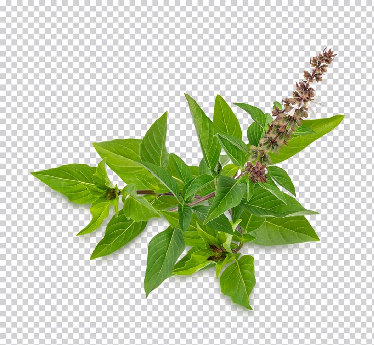 PSD hierbas frescas albahaca verde aislado psd premium