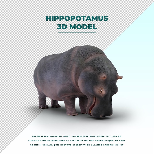 Hippopotame Isolé