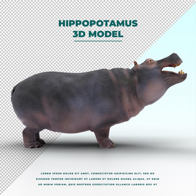 Hippopotame Isolé