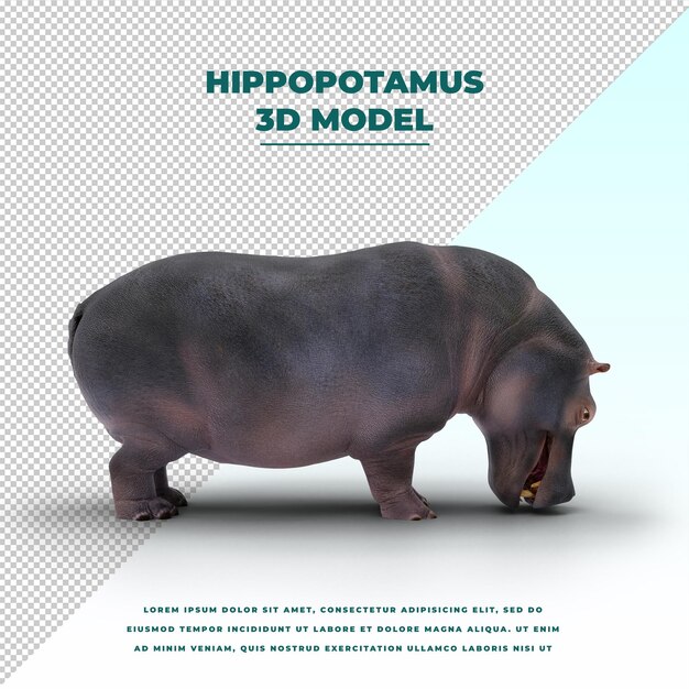 PSD hippopotame isolé