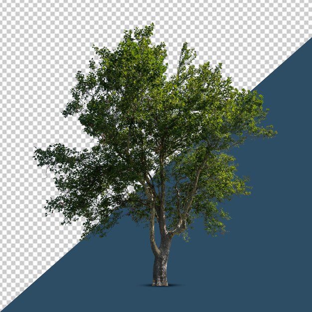 Hochwertiger Baum auf durchsichtigem Hintergrund Png
