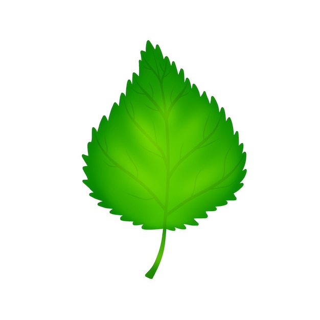 Hoja de abedul verde aislada sobre un fondo blanco