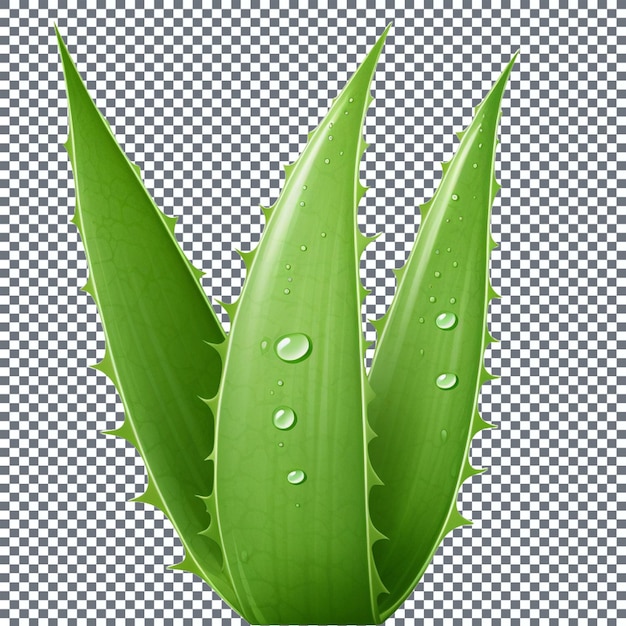 Hoja de aloe vera con gotas de agua aisladas sobre un fondo transparente