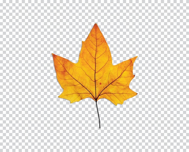 hoja de arce amarilla aislada sobre un fondo transparente o blanco