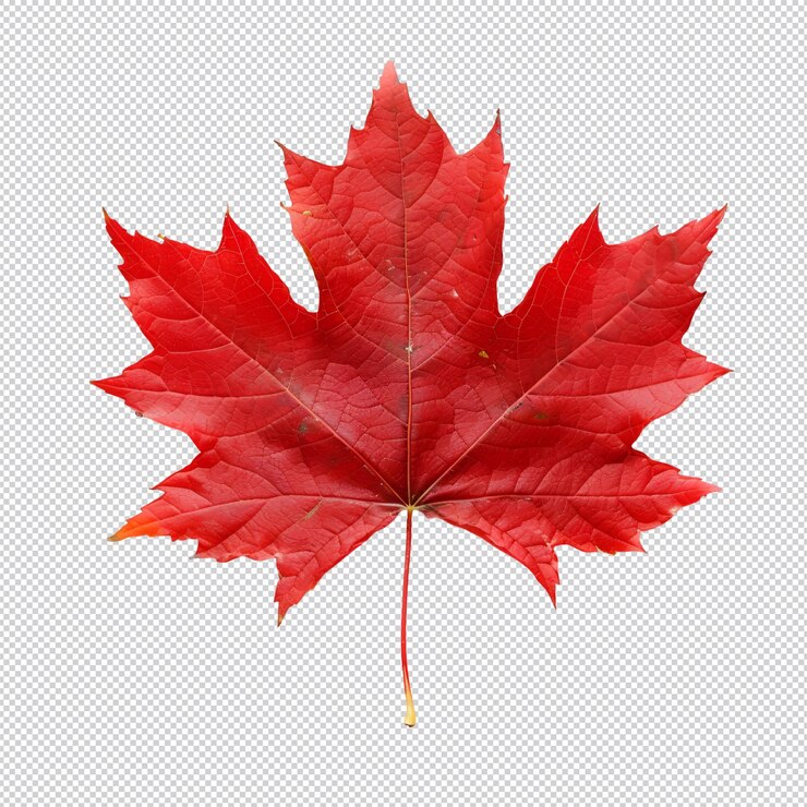 PSD una hoja de arce de otoño