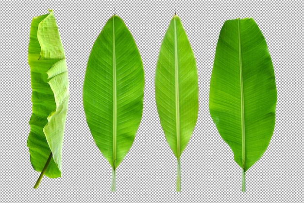 hoja de banana