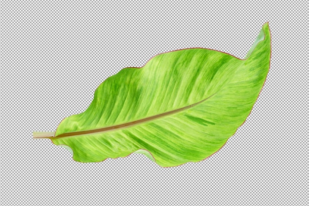 hoja de banana