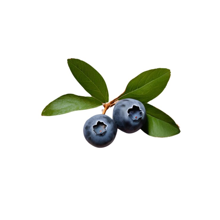 PSD hoja blanca de la fruta del arándano de cerca con fondo blanco