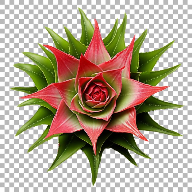 PSD hoja de bromelia sobre un fondo transparente