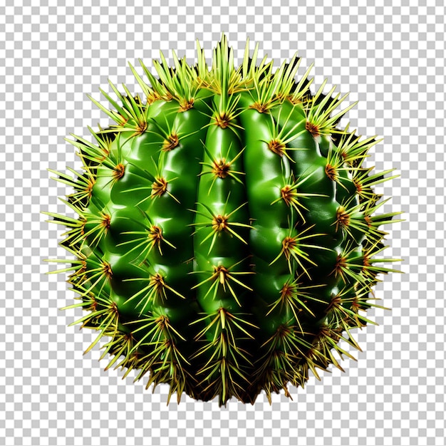 PSD hoja de un cactus opuntia ficus indica aislada en blanco