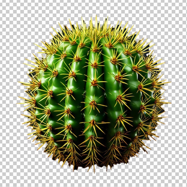 PSD hoja de un cactus opuntia ficus indica aislada en blanco