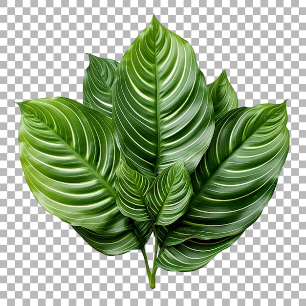 PSD hoja de calathea sobre un fondo transparente