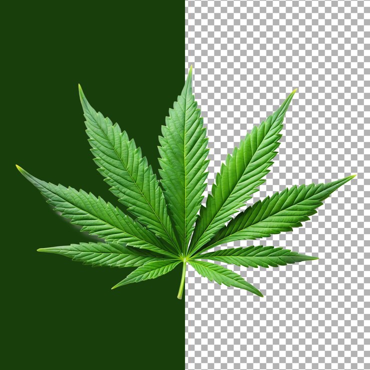 Hoja de cannabis con fondo verde y transparente