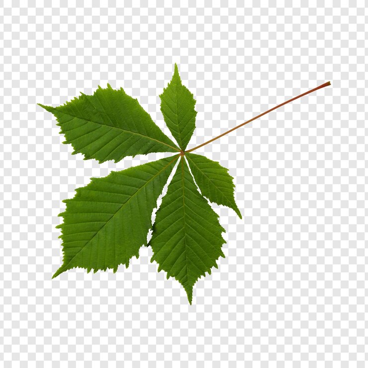 PSD hoja de castaño verde