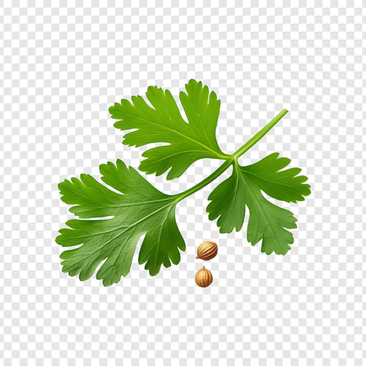 PSD hoja de cilantro verde con semilla de cilantra aislada sobre un fondo transparente