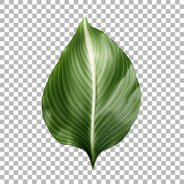 Hoja de cordillera sobre un fondo transparente