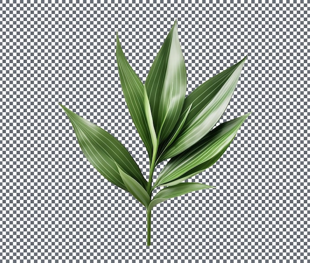Hoja de dracaena aislada sobre un fondo transparente
