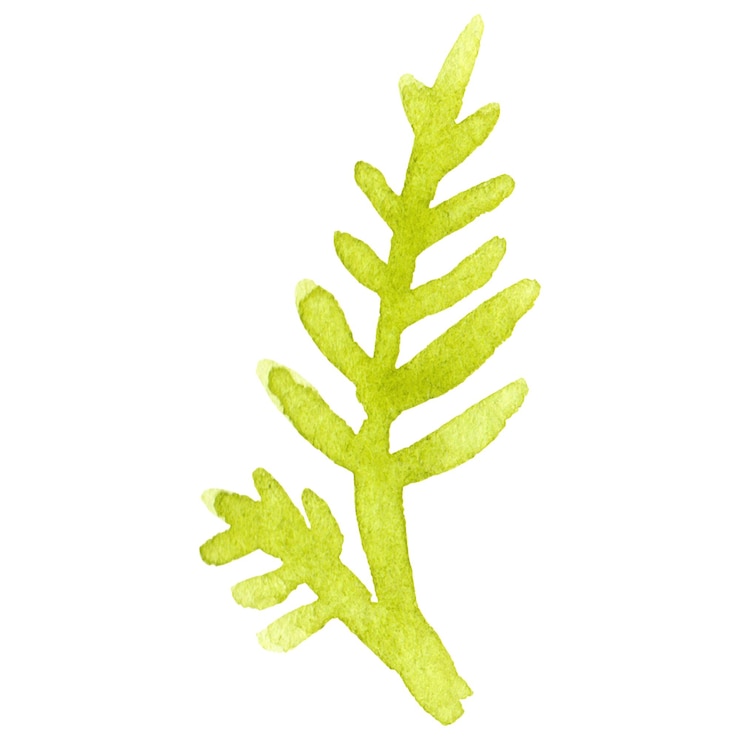 PSD hoja de flor pintada en acuarela elemento de diseño de flor dibujado a mano aislado en un fondo transparente