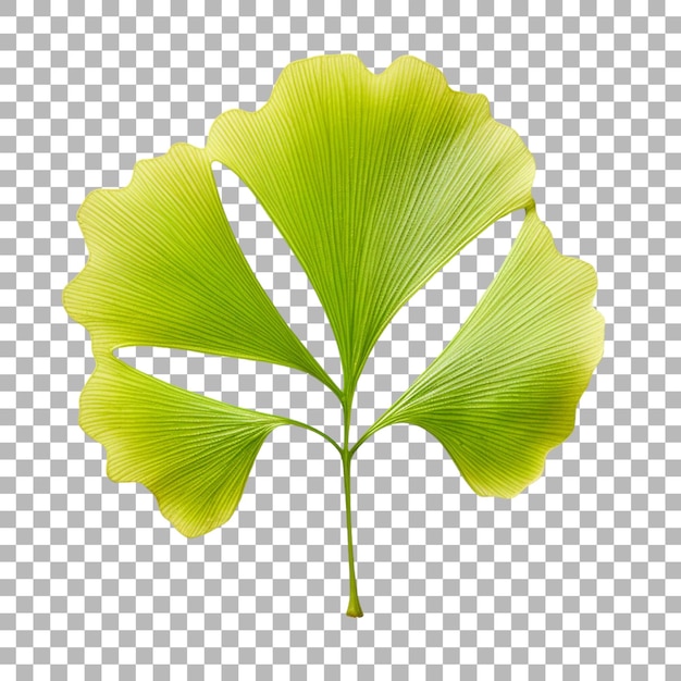 Hoja de ginkgo biloba sobre un fondo transparente