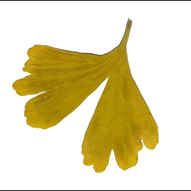 Una hoja de ginkgo de color amarillo