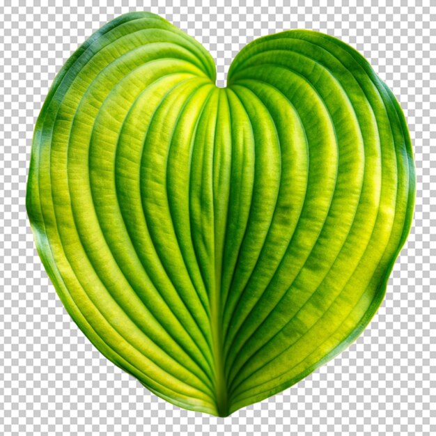 Hoja de hosta con forma de corazón