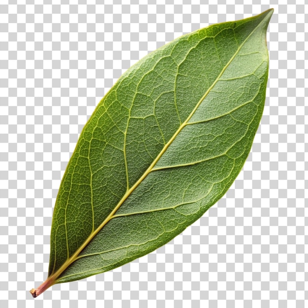 Hoja de laurel aislada sobre un fondo transparente