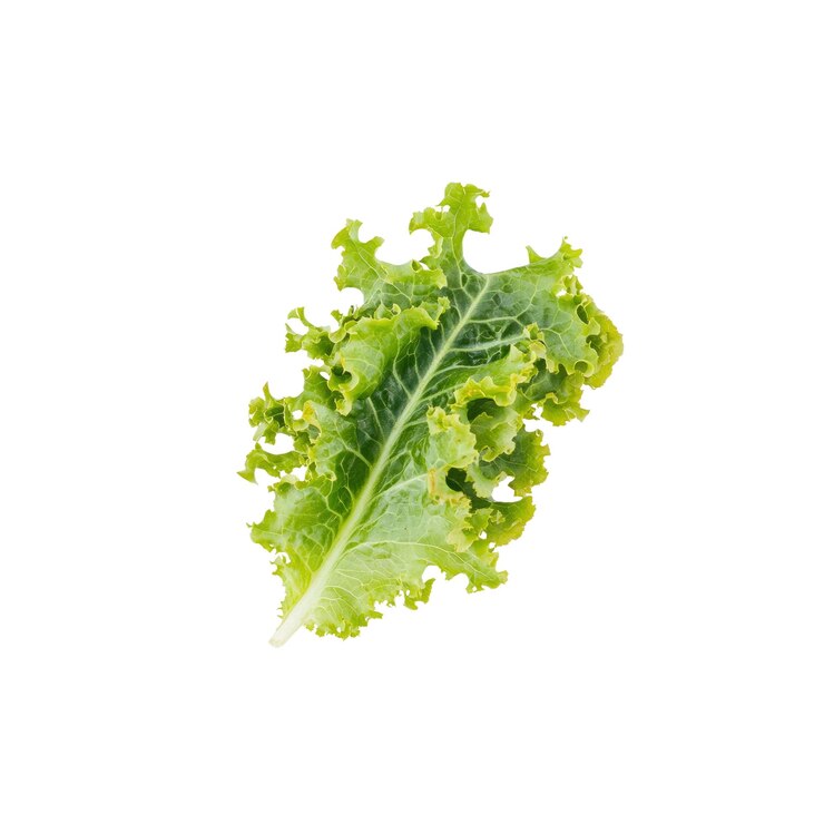 PSD hoja de lechuga verde fresca aislada sobre un fondo blanco