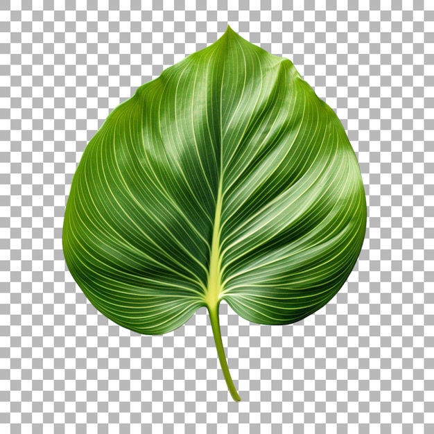 Hoja de lirio de canna sobre un fondo transparente